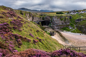Purple heather on the cliffs above Smoo Cave near Durness which has one of the largest sea cave entrances in Britain, Durness, Highlands, Scotland