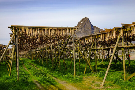 Drying cod fish hangs in the village of Reine, Lofoten Islands, Nordland, Norway, Scandinavia