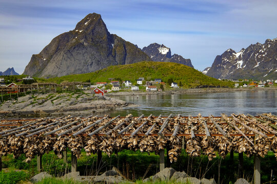 Cod (stockfish) hangs everywhere in the picturesque village of Reine, Lofoten Islands, Nordland, Norway, Scandinavia