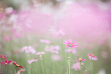 Obraz na płótnie Canvas beautiful pink cosmos flowers in close up