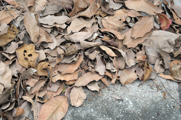 leaves on the ground
