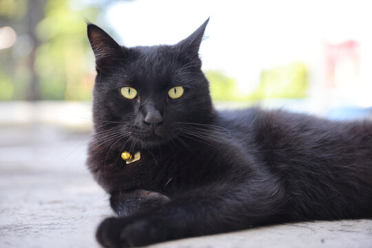 Close up of a black cat