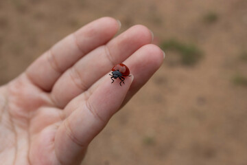 ladybird on finger