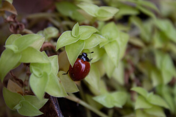 red bug on a leaf