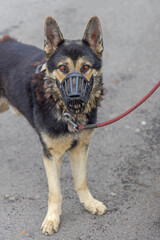 German Shepherd Mouth Guard