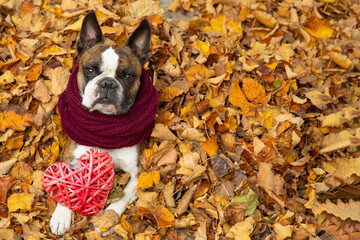 Naklejka premium Funny Boston Terrier in a scarf with a red heart an autumn park surrounded by yellow leaves