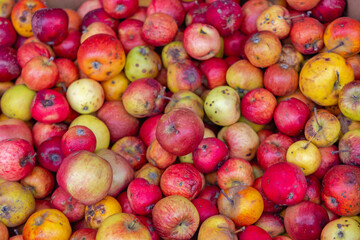 Organic Apples