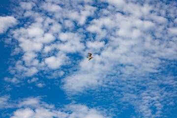 birds in the sky