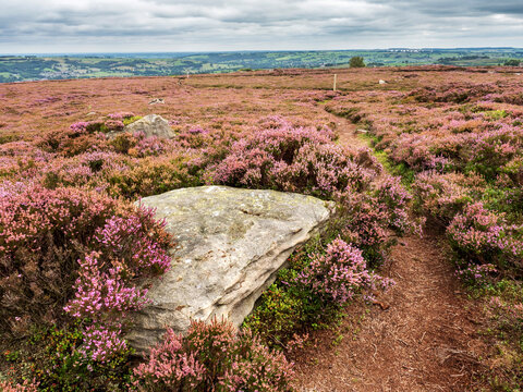 The Nidderdale Way Near Pateley Bridge, Yorkshire