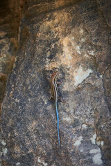 Skink