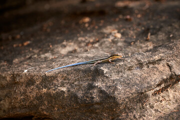 Skink