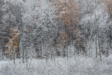 Landscape of a snow flocked autumn marsh and forest, Michigan, USA