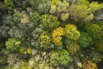 Naklejka premium Aerial top down view of autumn forest with green and yellow trees. Mixed deciduous and coniferous forest. Beautiful fall scenery.