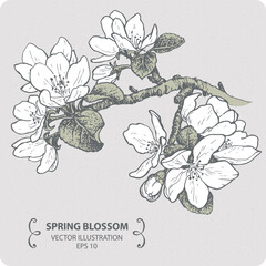 Spring blossom branch, hand drawn illustration