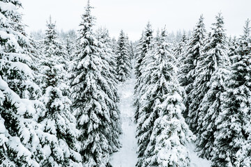 Aerial view of winter forest with snow covered trees and rural road.