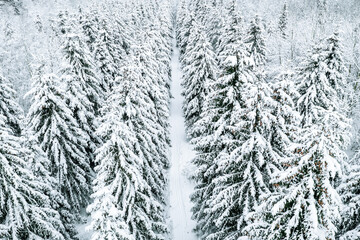 Aerial view of winter forest with snow covered trees and rural road.