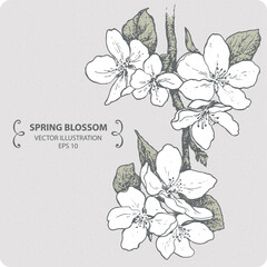 Spring blossom branch, hand drawn illustration