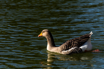 The large goose swim in the pond close-up