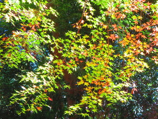 壁紙写真ー紅葉