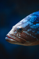 Grouper fish (Epinephelinae) - Underwater