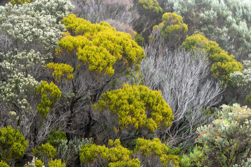 Bright yellow foliage contrasting with volcanic rock formations in La Réunion’s unique ecosystem.