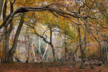 Arching branches, Burnham Beeches, Buckinghamshire, UK