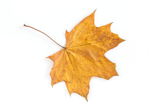 Beautiful orange autumn maple leaf isolated on white background