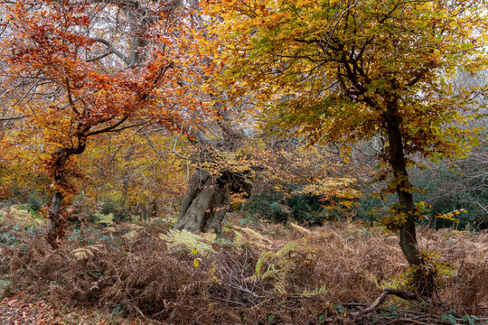 Beautiful ancient trees in their autumn colors, Burnham Beeches, Buckinghamshire, UK