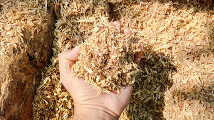 Sawdust of the hardwood in the human hand and the sawdust background