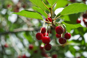 Several ripening cherries on a tree branch, close-up. Red berries.