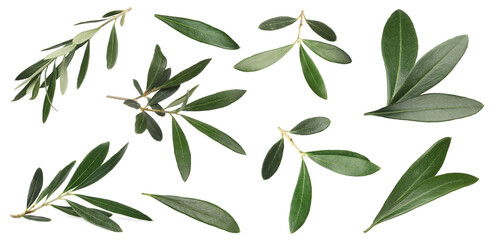 Naklejka na ściany i meble Set with fresh green olive leaves on white background. Banner design