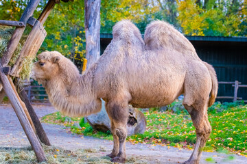 camel in the zoo