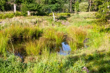 Foto op Plexiglas Ecosystème et biodiversité - zone humide naturelle dans un prairie au bord de la forêt © Olivier-Tuffé