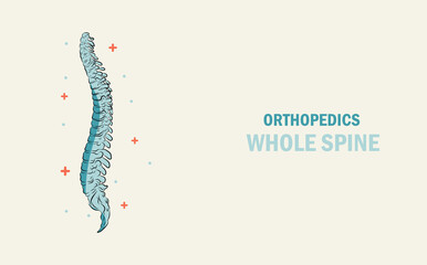 Orthopedics treatment of the bone whole spine. Abstract traumatology and orthopedics. Medical science in the hospital for body joints.