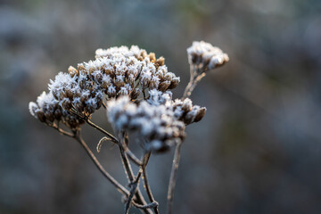Dried twig of yarrow covered with ice crystals of hoarfrost, back-lit by warm sunlight. Frosty winter weather background. Close-up with copy space. © fotorauschen