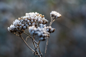 Dried twig of yarrow covered with ice crystals of hoarfrost, back-lit by warm sunlight. Frosty...