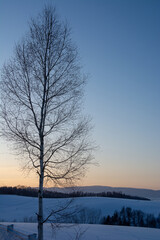 冬の夕暮れの空とシラカバの木
