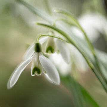 Close-up macro photograph of Snowdrops in North Yorkshire