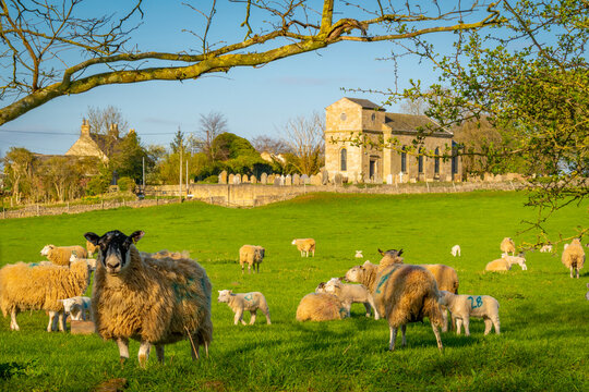 View of sheep and spring lambs in Elmton Village, Bolsover, Chesterfield, Derbyshire