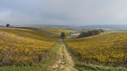 Trail in the middle of vineyards at fall