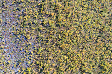 Aerial view of the dense autumn forest with a colorful carpet of leaves in Kiruna, Sweden.
