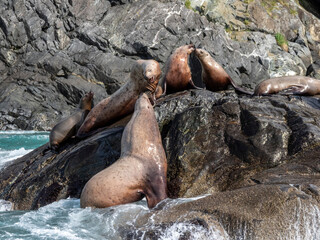 Steller sea lions (Eumetopias jubatus), mock fighting in the Inian Islands, Southeast Alaska
