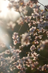 blooming cherry tree in spring sunny day