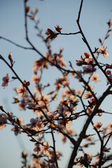 blooming cherry tree in spring sunny day