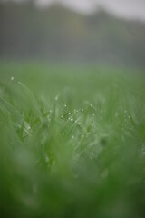 dew drops on farming field crop agriculture oats wheats