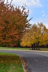 Autumn leaves in the park