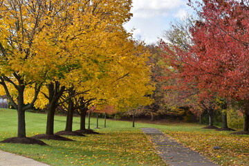 Fototapeta na wymiar Autumn trees in the park