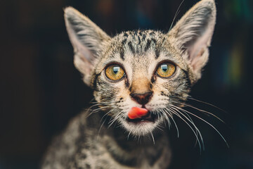 Thai cat bite their fingers and play with love , Kitten funny face at home , beloved pet concept.
