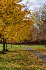 Autumn trees in the park