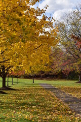Naklejka premium Autumn trees in the park